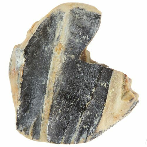 Partial Triceratops Shed Tooth - Montana #41311
